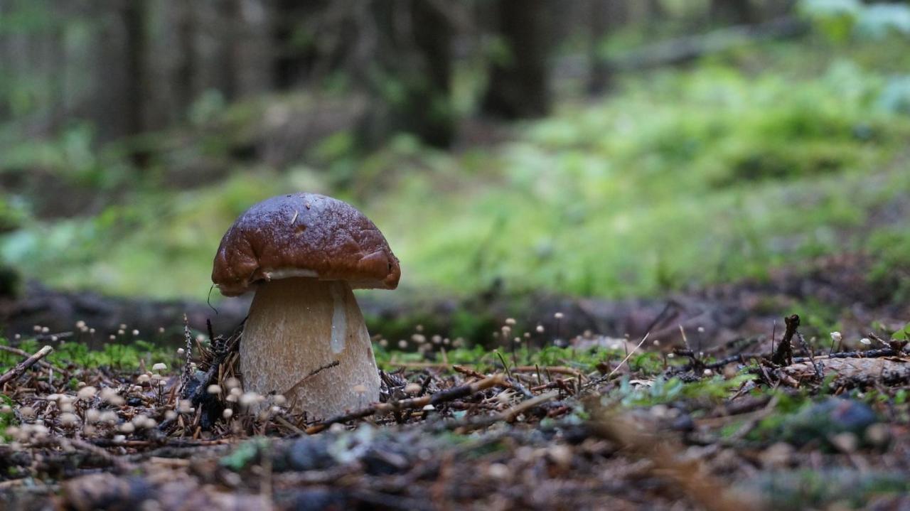 Le Vallon D'Armandine, Gite Ecologique Auvergne Saint-Hilaire  Bagian luar foto