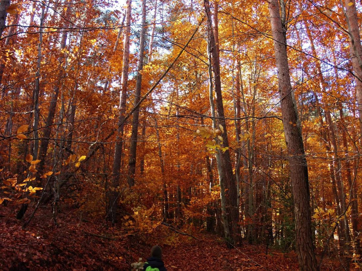 Le Vallon D'Armandine, Gite Ecologique Auvergne Saint-Hilaire  Bagian luar foto